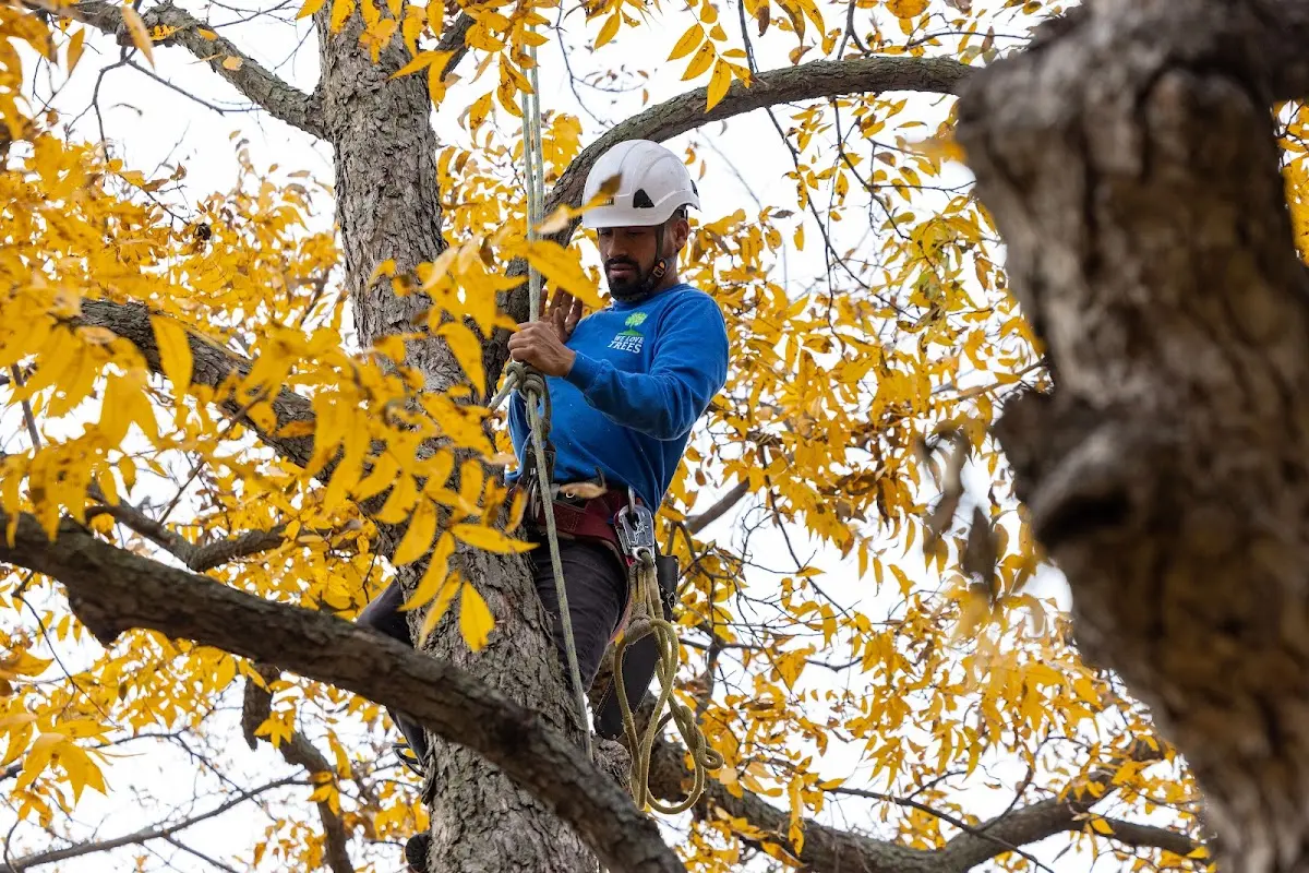 Skilled Tree Trimming crew working in Davenport