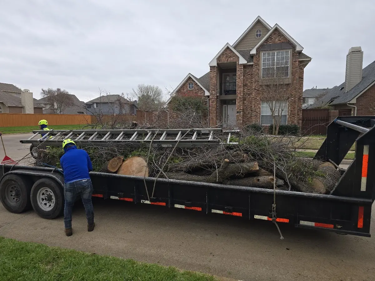 Expert Deadwooding with proper safety equipment in Davenport